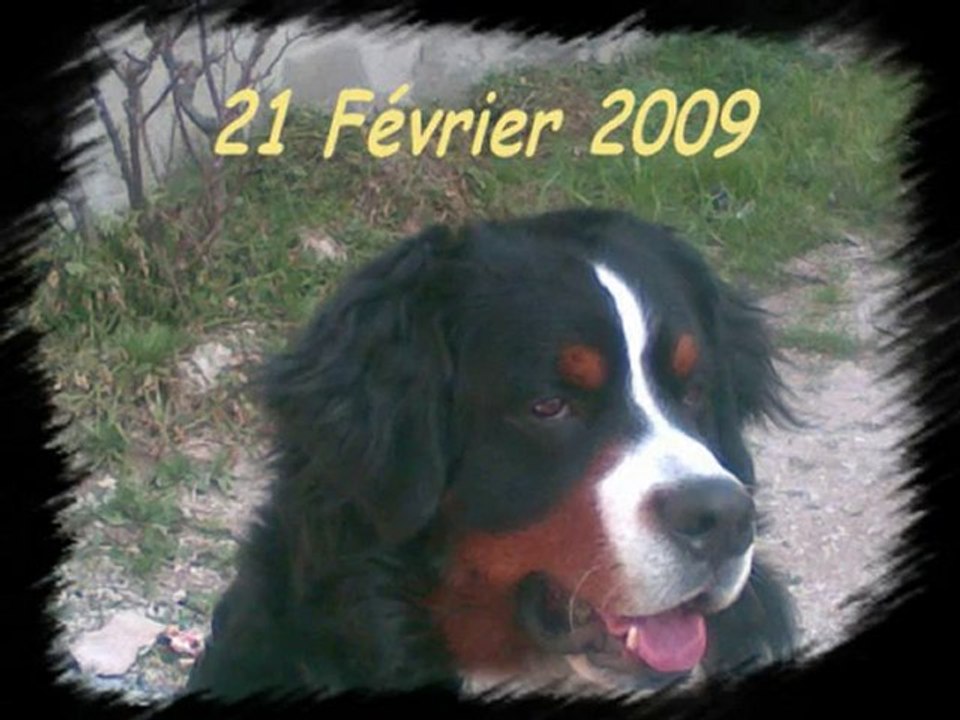 Mon Namour de chien