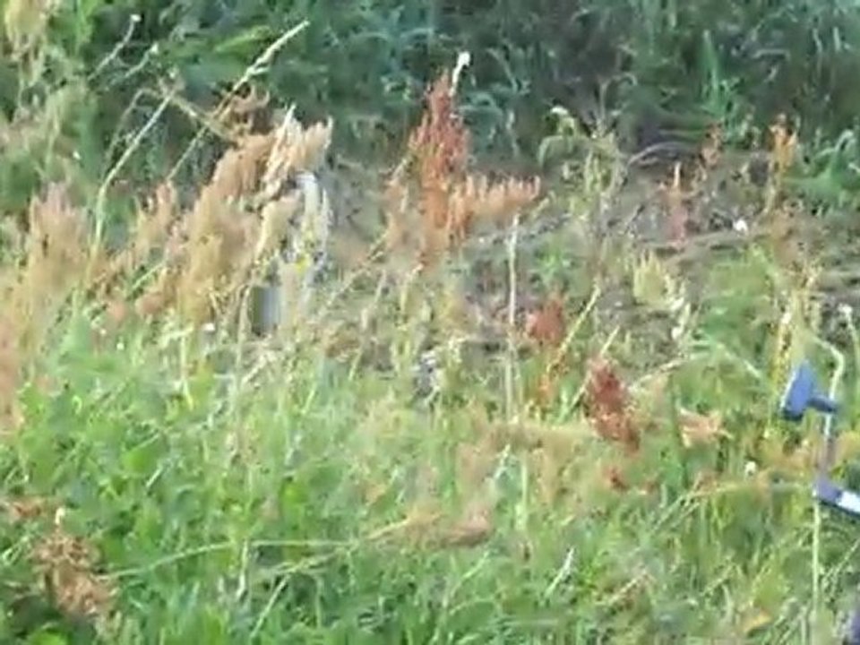 fanfan peche le silure et l'anguille