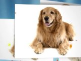 Golden Retriever Dog Golden Retriever Rescue Golden Retriev