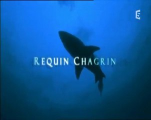 des requins et des hommes ep 4 (1)