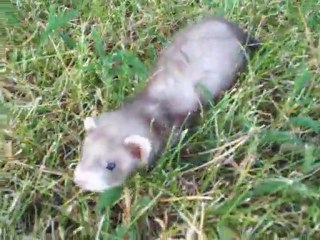 notre Furet Salami 9semaines