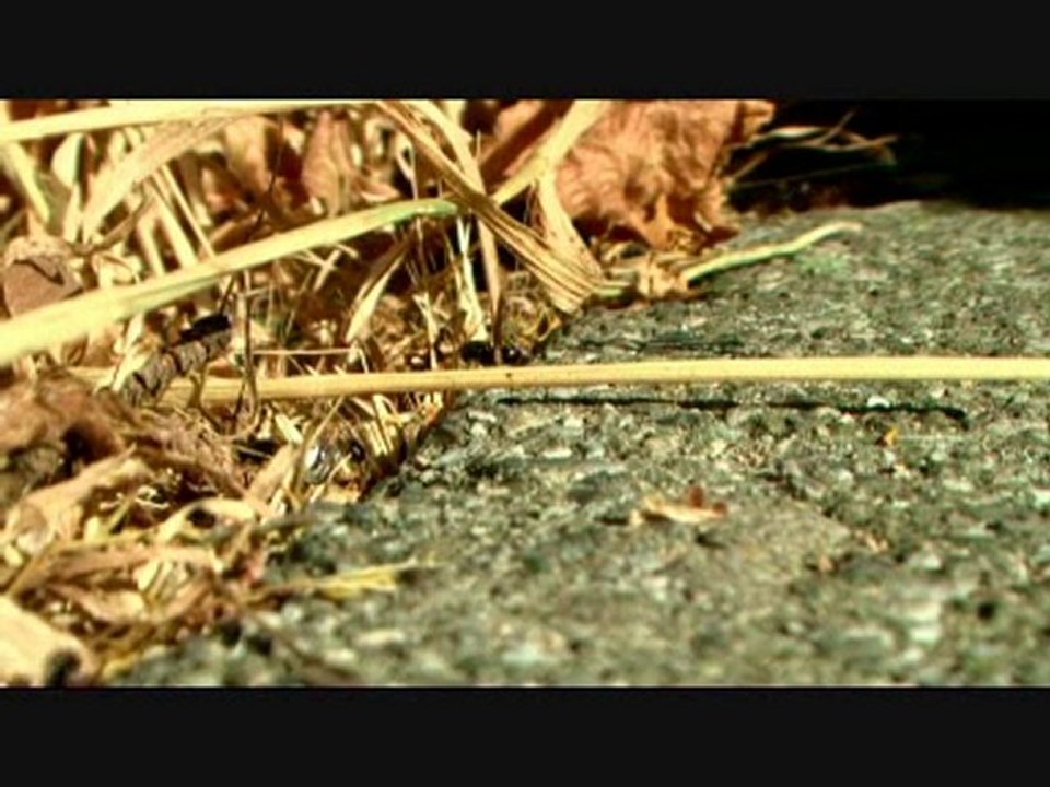 FORMIQUEMENT VOTRE 2   messor barbarus