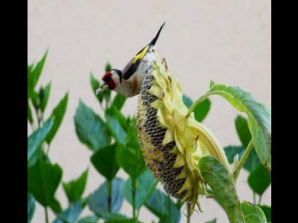 young parisians-jump_the_next_train