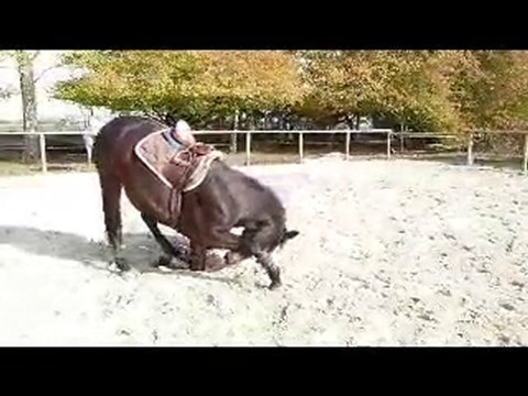 obstacle monté et liberté + révérence sur une 4 ans