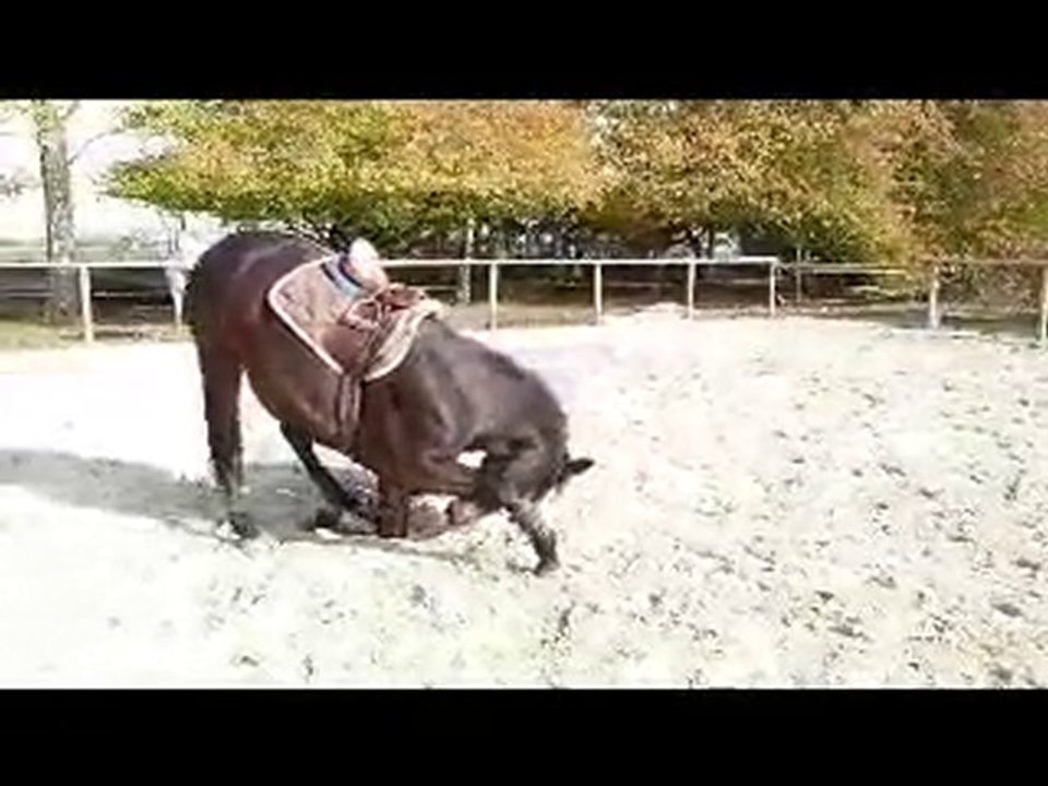 obstacle monté et liberté + révérence sur une 4 ans