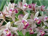Orquídeas para una Orquídea