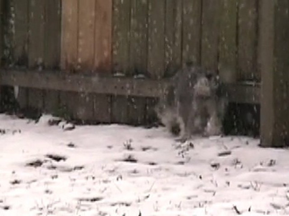 Annie's First Romp In The Snow