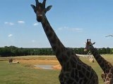 Zoo la Boissière du Doré : girafes