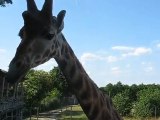 Zoo la Boissière du Doré : girafes