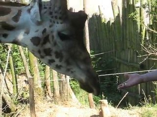 Zoo la Boissière du Doré : girafes