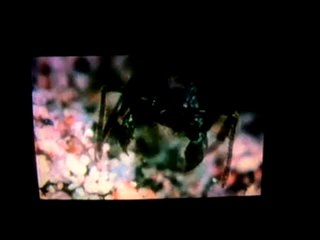 Having Faith in Chaos