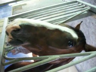 jument convelescence