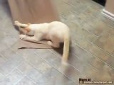 Un gatto e il suo asciugamano