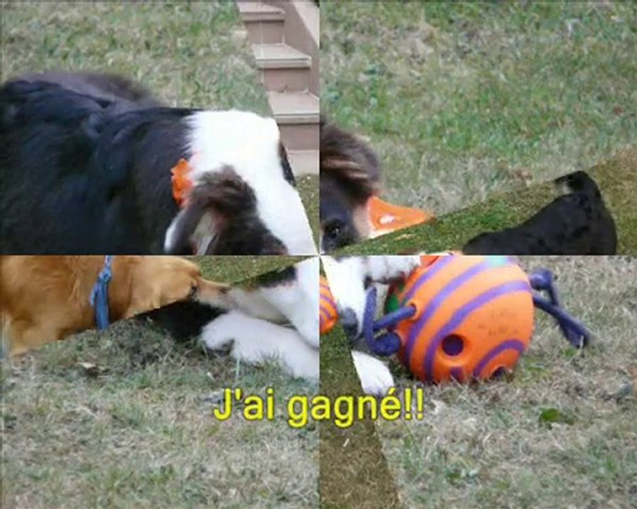 Un an à la maison Elfy  Berger Australien