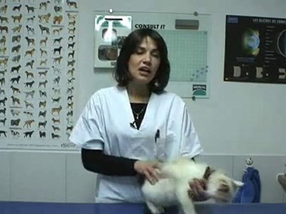 La vaccination de  votre chaton