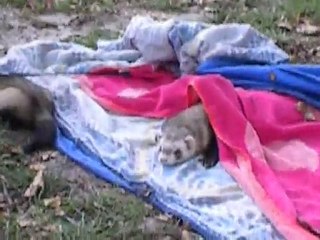 alaska le furet jardinier