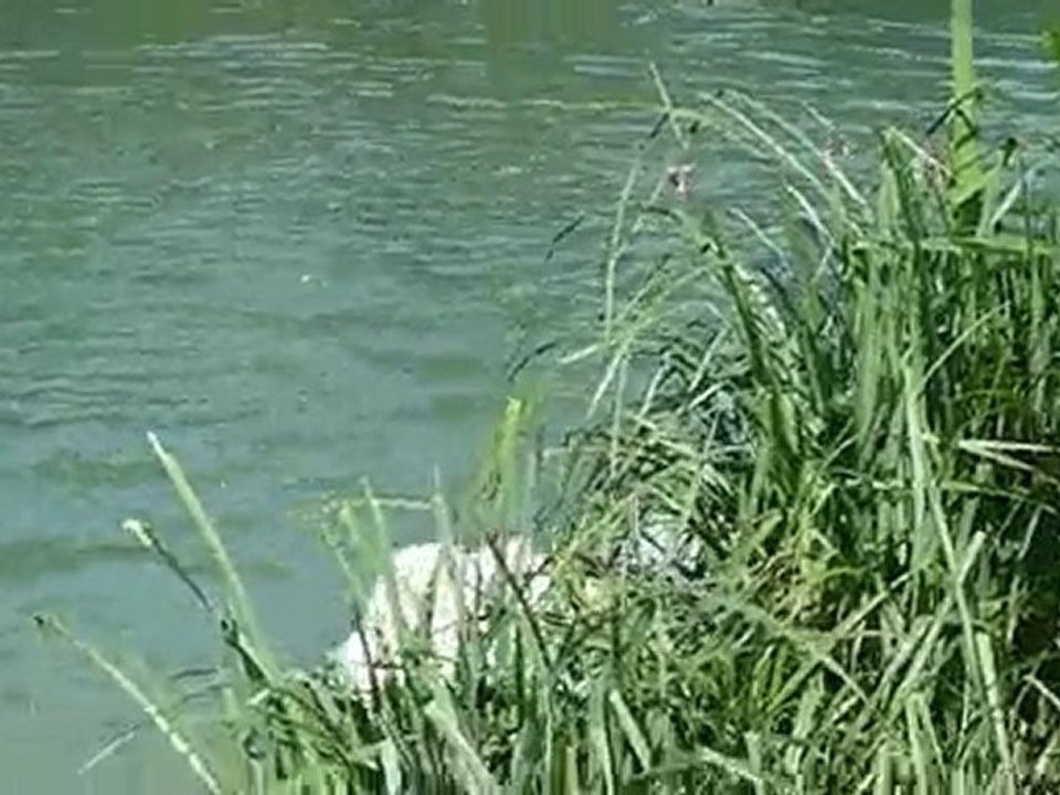 tuerie de canard