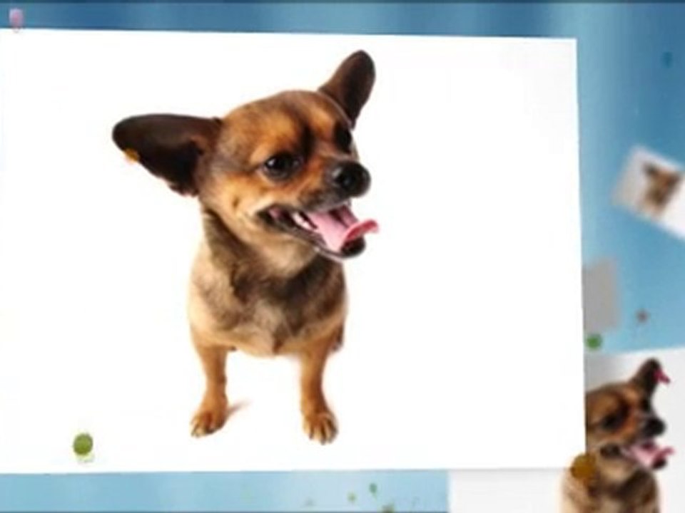 Toy Chihuahau Chihauhua Puppies Chihuahua Pictures