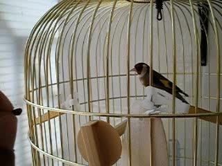 chardonneret mange dans la main