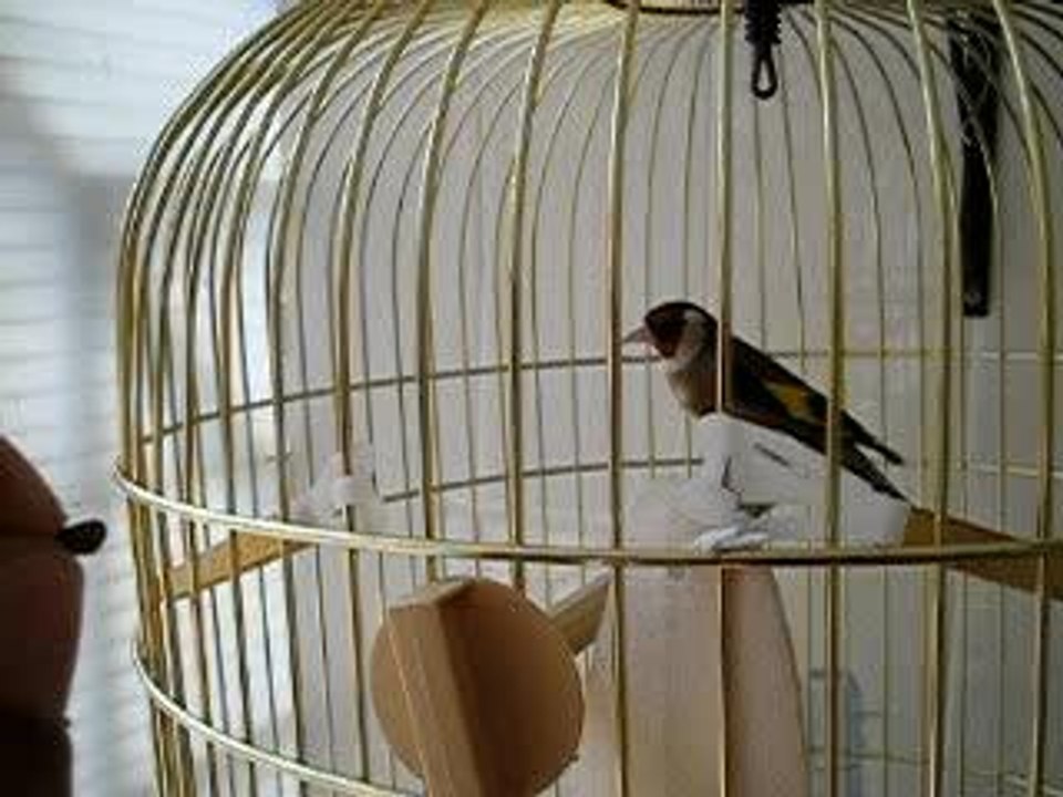 chardonneret mange dans la main