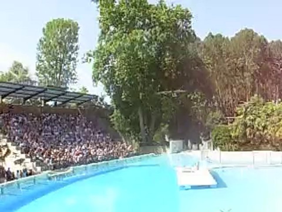 vol des rapaces au zoo de Beauval