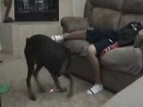 Dog bites boy