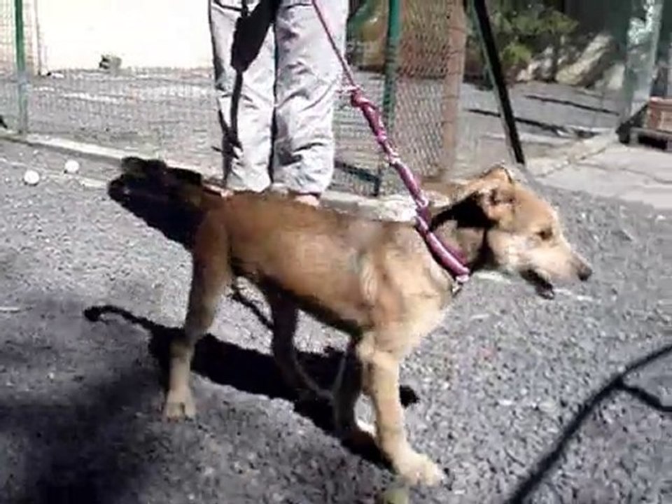 FANONE chiot croisé berger picard griffon