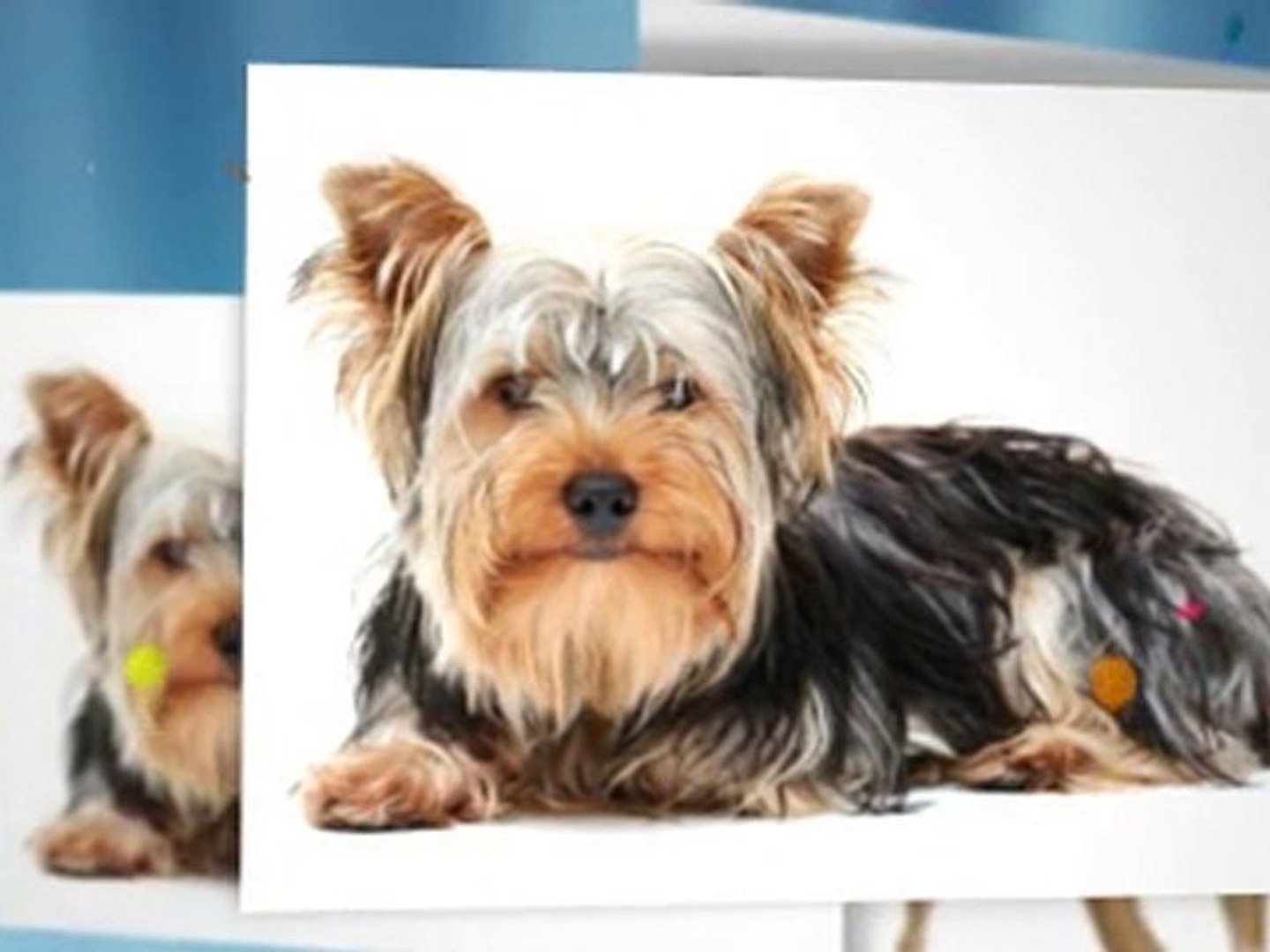 ⁣Dog Training Videos Clicker Dog Training Dog Crate Training