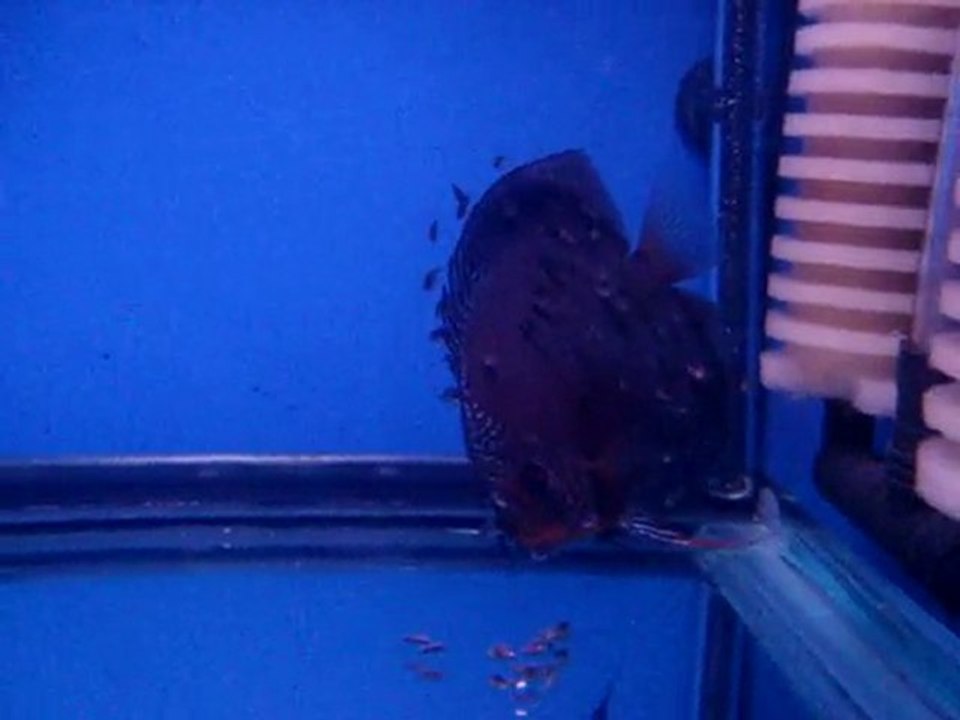 Discuslarım-Volkan SERT