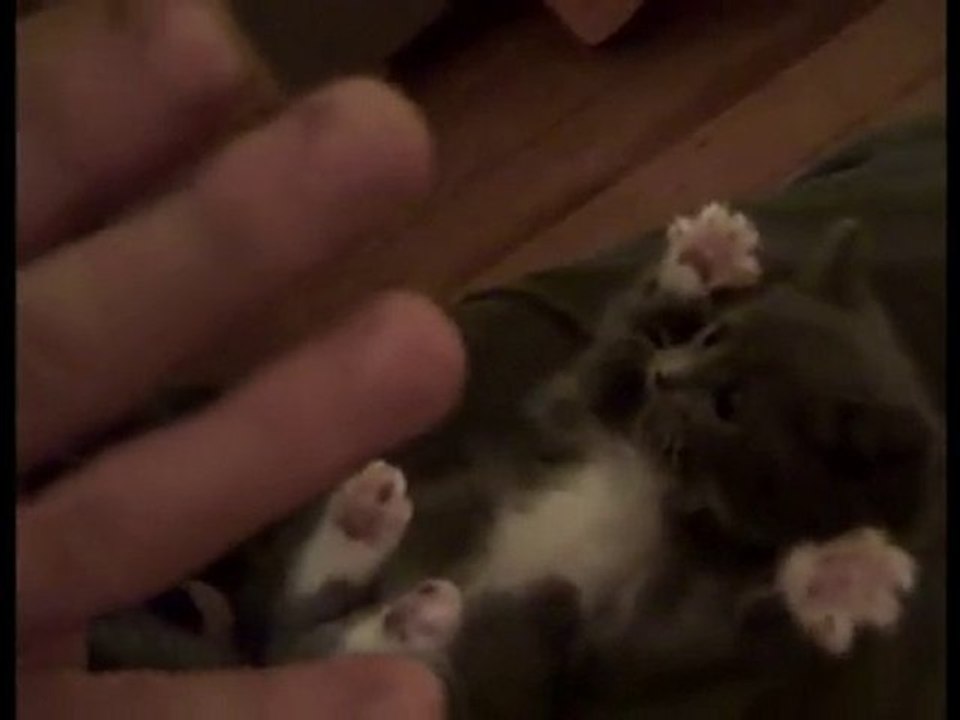 Surprised Kitty with piano riff woo