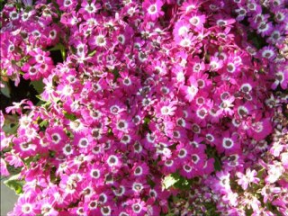 Güven Yapar-İlimon Ektim Taşa