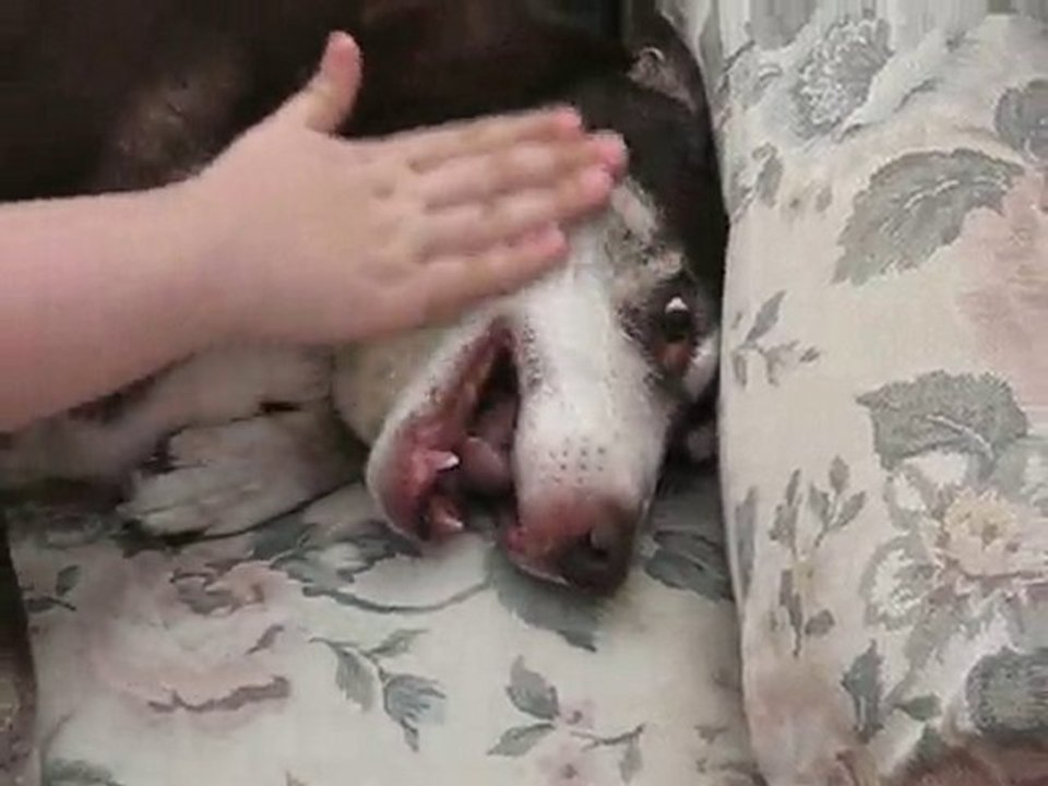 wacky mutt