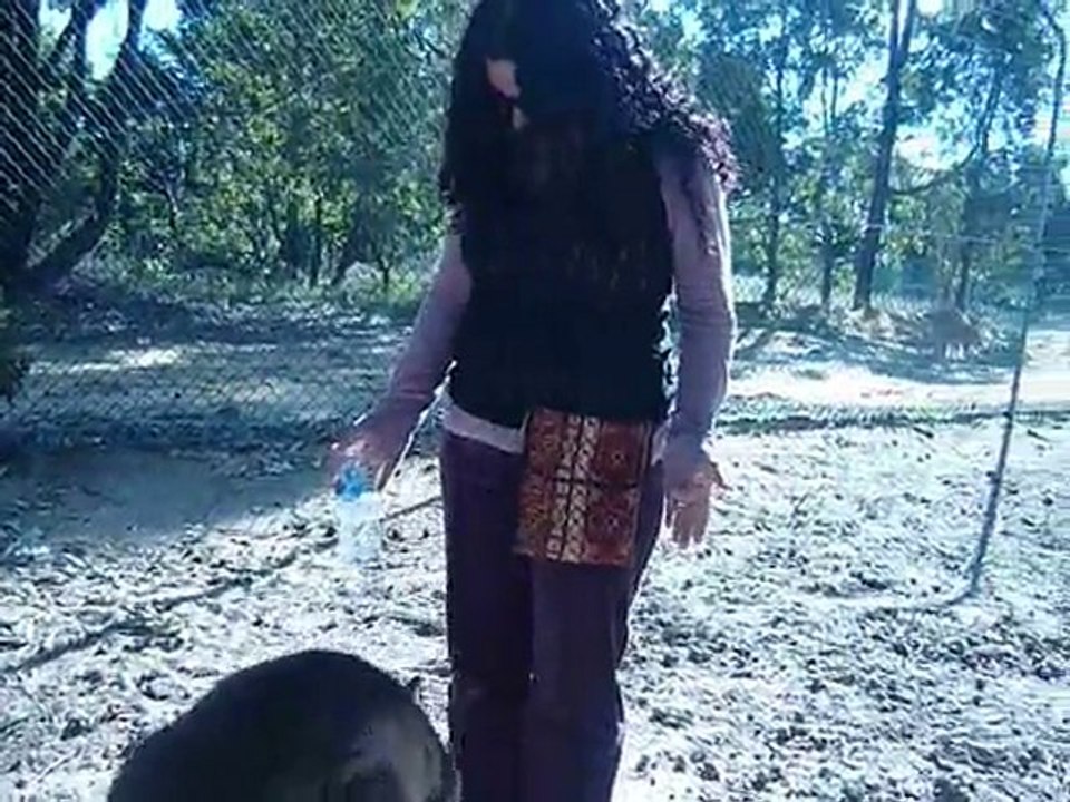 Koala Park