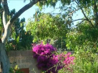 Bonjour de l'Ile Rousse