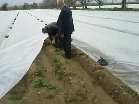 Kırağı ve Don Perdesi