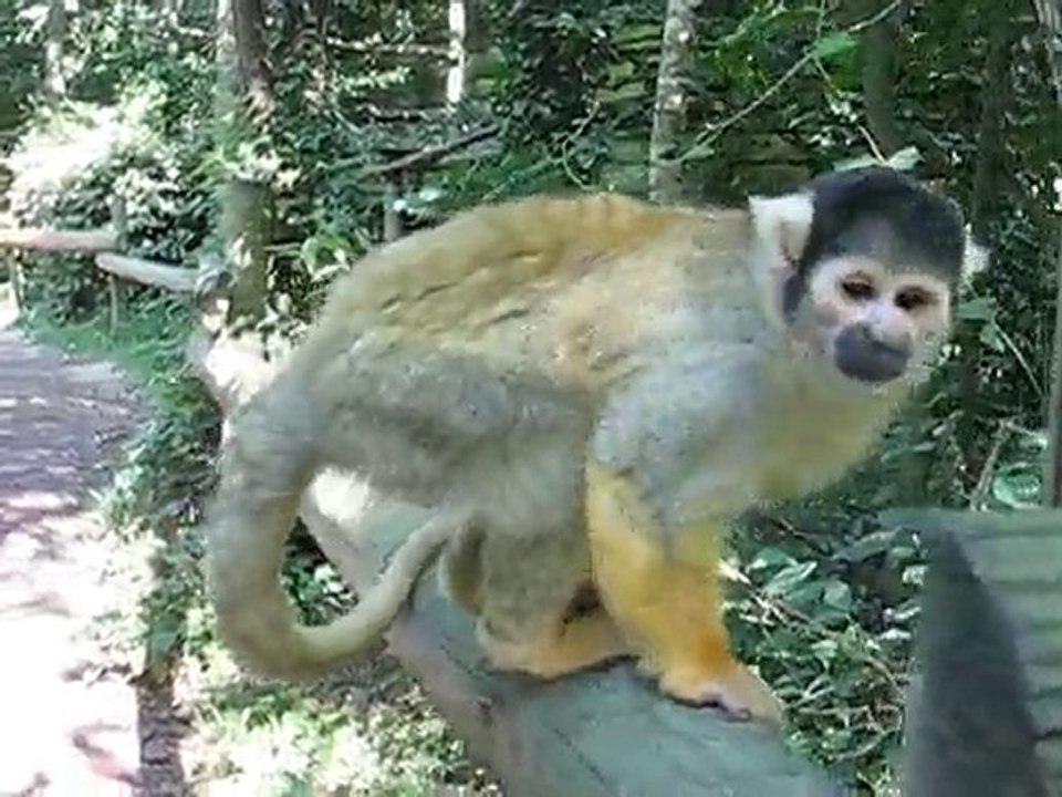 Zoo la Boissière du Doré : petit singe