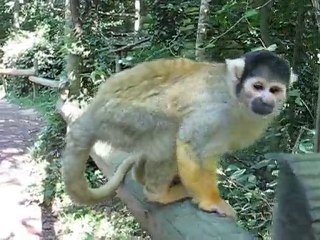 Zoo la Boissière du Doré : petit singe
