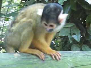 Zoo la Boissière du Doré : petit singe