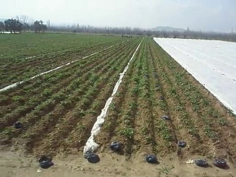 Kırağı ve Don Perdesi