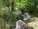 Maubeuge : première sortie des petits tigres blancs