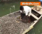 Collecting mollusk from Kumarakom lake