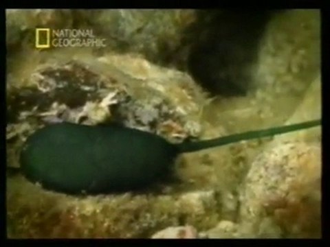 Bonellia viridis: Sexo a la carta