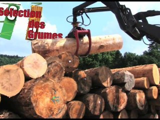 Scierie Descourvières Parc à grume