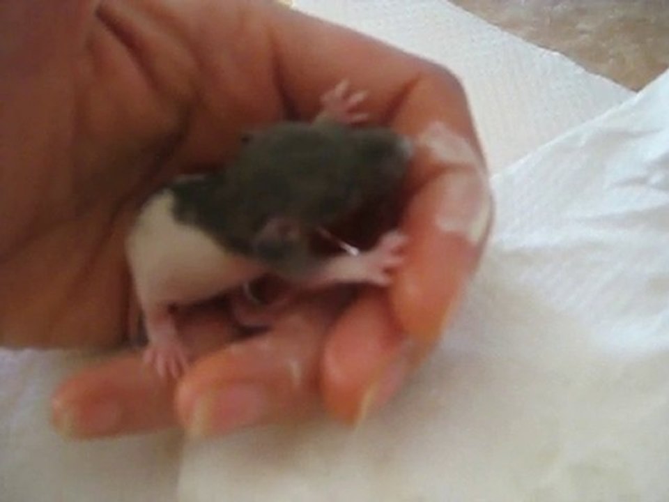 Une histoire d'amour nait : il a 15 jours et téte mes doigts