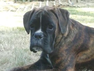 flavia 5 mois fille de c'xiphéos et vasca