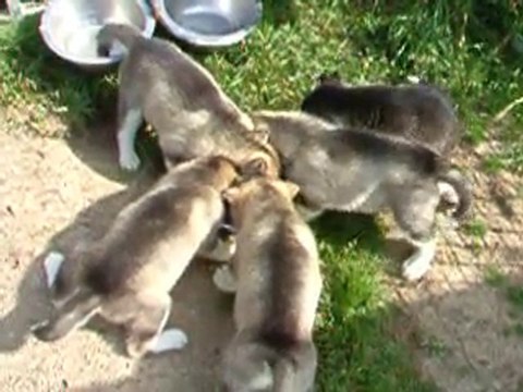 élevage Des Guerriers Chippewas - Alaskan Malamute