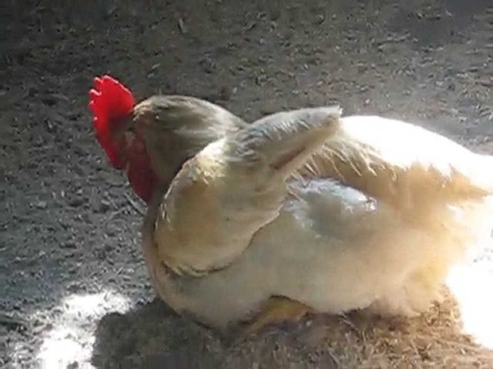 Zoo la Boissière du Doré : coq