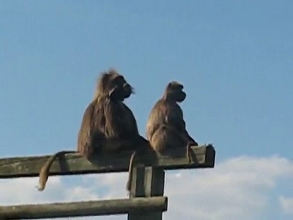 Zoo la Boissière du Doré : singes