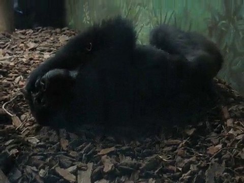 Zoo la Boissière du Doré : gorille