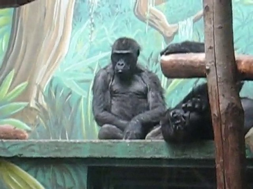 Zoo la Boissière du Doré : gorilles